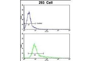 Flow cytometric analysis of 293 cells using TIEG2 Antibody (N-term)(bottom histogram) compared to a negative control cell (top histogram). (KLF11 抗体  (N-Term))