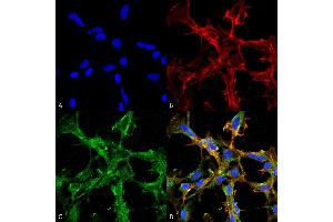 Immunocytochemistry/Immunofluorescence analysis using Mouse Anti-Citrulline Monoclonal Antibody, Clone 2D3. (Citrulline 抗体  (PerCP))
