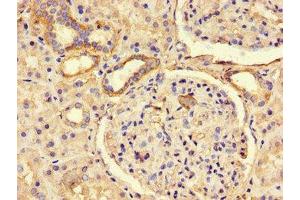 Immunohistochemistry of paraffin-embedded human kidney tissue using ABIN7163181 at dilution of 1:100 (PREX2 抗体  (AA 1417-1592))
