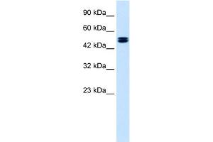 WB Suggested Anti-CLCN6 Antibody Titration:  1. (CLCN6 抗体  (C-Term))