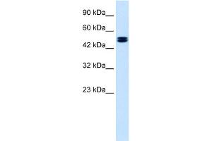 Western Blotting (WB) image for anti-Chloride Channel, Voltage-Sensitive 6 (CLCN6) (C-Term) antibody (ABIN2776242)