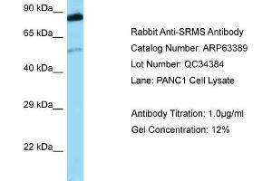 Western Blotting (WB) image for anti-Src-Related Kinase Lacking C-Terminal Regulatory Tyrosine and N-Terminal Myristylation Sites (SRMS) (Middle Region) antibody (ABIN2789479)