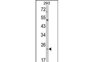 Western blot analysis of ATP5O Antibody (N-term) (ABIN652503 and ABIN2842338) in 293 cell line lysates (35 μg/lane). (ATP5O 抗体  (N-Term))
