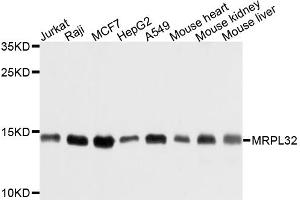Western blot analysis of extracts of various cell lines, using MRPL32 antibody (ABIN6003723) at 1/1000 dilution. (MRPL32 抗体)