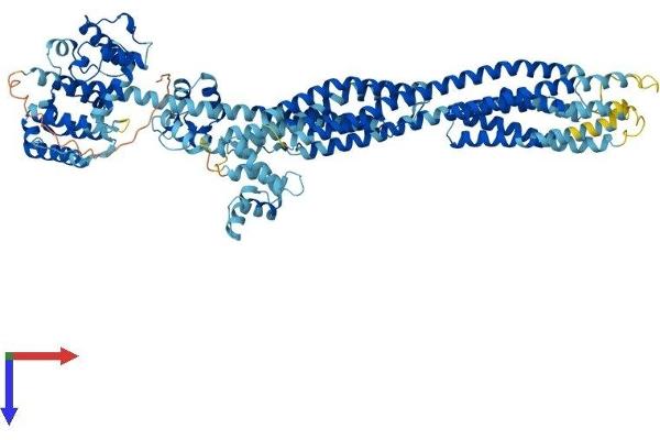ACTN3 Protein (AA 1-900) (His tag)