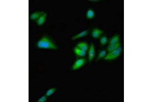 Immunofluorescent analysis of Hela cells using ABIN7154751 at dilution of 1:100 and Alexa Fluor 488-congugated AffiniPure Goat Anti-Rabbit IgG(H+L) (GNL1 抗体  (AA 251-500))
