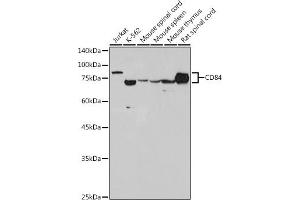 Western blot analysis of extracts of various cell lines, using CD84 antibody (ABIN7266224) at 1:1000 dilution. (CD84 抗体)