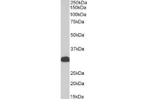 Biotinylated ABIN5539520 (0. (FHL1 抗体  (Internal Region) (Biotin))