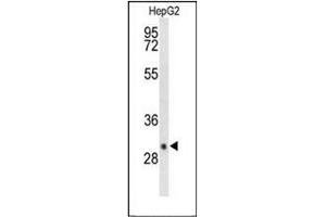 Western blot analysis of DIO3 Antibody (C-term) in HepG2 cell line lysates (35ug/lane). (DIO3 抗体  (C-Term))