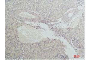 Immunohistochemistry (IHC) analysis of paraffin-embedded Mouse Kidney Tissue using Nrf2 Rabbit Polyclonal Antibody diluted at 1:200. (NRF2 抗体)