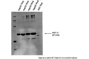 Sample Type: Human Liver Carcinoma (HepG2 lysate)10-40ug lysate/lanePrimary Dilution: 1:1000Secondary: Alexa Fluor 680 Donkey Anti-Rabbit IgG Invitrogen Secondary Dilution: 1:30,000 (HNF1A 抗体  (N-Term))