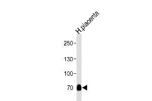 Western blot analysis of lysate from human placenta tissue lysate, using NEK11L Antibody  (ABIN392646 and ABIN2842148). (NEK11 抗体  (C-Term))