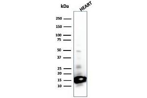 Western Blot Analysis of Heart tissue lysate using Cytochrome C Mouse Monoclonal Antibody (SPM389). (Cytochrome C 抗体  (AA 1-80))