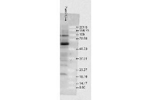 Western blot analysis of Mouse Pam212 cells showing detection of HSP70 protein using Rabbit Anti-HSP70 Polyclonal Antibody . (HSP70 抗体  (PE))