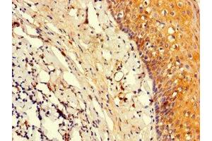 Immunohistochemistry of paraffin-embedded human tonsil tissue using ABIN7164047 at dilution of 1:100 (Oct-2 抗体  (AA 277-389))