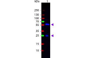 Western Blot of Rabbit anti-Biotin Fluorescein Conjugated Antibody. (Biotin 抗体  (FITC))