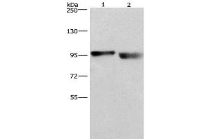 Western Blot analysis of A431 and lovo cell using KIAA1524 Polyclonal Antibody at dilution of 1:597 (KIAA1524 抗体)