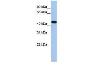 WB Suggested Anti-GATA3 Antibody Titration: 0. (GATA3 抗体  (N-Term))