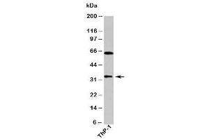 Western blot testing of human samples with DUSP13 antibody at 1ug/ml. (DUSP13 抗体)