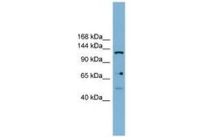 Image no. 1 for anti-Valyl-tRNA Synthetase 2, Mitochondrial (VARS2) (AA 899-948) antibody (ABIN6744835) (Valyl-tRNA Synthetase 2, Mitochondrial (VARS2) (AA 899-948) 抗体)