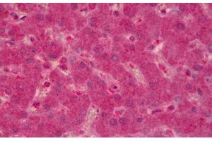 Anti-PTPN12 antibody IHC staining of human liver. (PTPN12 抗体)