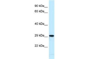Host:  Rabbit  Target Name:  Nfic  Sample Type:  Mouse Heart lysates  Antibody Dilution:  1. (NFIC 抗体  (N-Term))