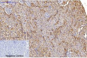 Immunohistochemical analysis of paraffin-embedded rat kidney tissue.