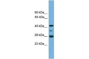 WB Suggested Anti-ENOPH1 Antibody Titration: 0. (MASA 抗体  (Middle Region))