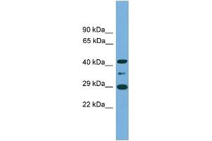 WB Suggested Anti-ENOPH1 Antibody Titration: 0. (MASA 抗体  (Middle Region))