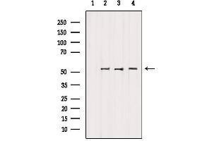Western blot analysis of extracts from various samples, using FAF2 Antibody. (FAF2 抗体  (Internal Region))