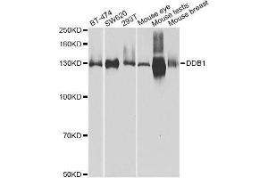 Western blot analysis of extracts of various cell lines, using DDB1 Antibody. (DDB1 抗体)