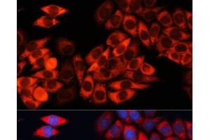 Immunofluorescence analysis of HeLa cells using EIF3B Polyclonal Antibody at dilution of 1:100 (40x lens). (EIF3B 抗体)