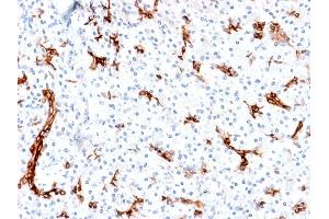 Formalin-fixed, paraffin-embedded human Pancreas stained with MUC6 Rabbit Recombinant Monoclonal Antibody (MUC6/1553R). (Recombinant MUC6 抗体)