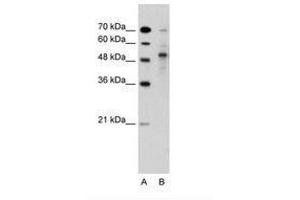 TRIM59 抗体  (AA 251-300)