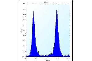 MCF2 Antibody (C-term) (ABIN656494 and ABIN2845771) flow cytometric analysis of K562 cells (right histogram) compared to a negative control cell (left histogram). (MCF2 抗体  (C-Term))