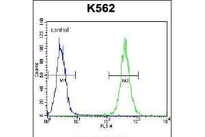Flow cytometric analysis of K562 cells (right histogram) compared to a negative control cell (left histogram). (AGO2 抗体  (N-Term))
