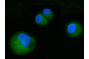 IF analysis of ABP1/AOC1 using anti-ABP1/AOC1 antibody (ABIN7600040). (DAO 抗体  (AA 140-180))
