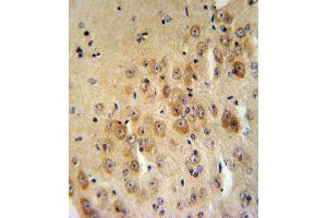 I2 Antibody (Center) (ABIN390477 and ABIN2840842) IHC analysis in formalin fixed and raffin embedded mouse brain tissue followed by peroxidase conjugation of the secondary antibody and DAB staining. (SERPINB2 抗体  (AA 116-144))