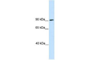Western Blot showing SREBF1 antibody used at a concentration of 1-2 ug/ml to detect its target protein. (SREBF1 抗体  (N-Term))