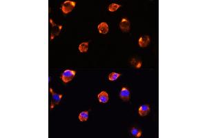 Immunofluorescence analysis of L929 cells using MFGE8 antibody (ABIN6128291, ABIN6143792, ABIN6143794 and ABIN6215931) at dilution of 1:100. (MFGE8 抗体  (AA 1-200))