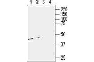 Western blot analysis of human malignant melanoma cell line Malme-3M (lanes 1 and 3) and human monocytic leukemia THP-1 cell line (lanes 2 and 4) lysates: - 1,2.