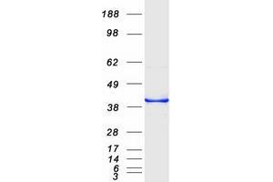 Validation with Western Blot (CDCA3 Protein (Myc-DYKDDDDK Tag))