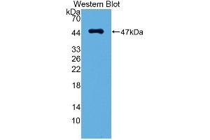 Detection of Recombinant PDPN, Mouse using Polyclonal Antibody to Podoplanin (PDPN) (Podoplanin 抗体  (AA 23-138))