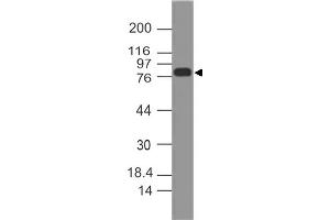 Image no. 1 for anti-Minichromosome Maintenance Complex Component 7 (MCM7) (AA 150-420) antibody (ABIN5027350) (MCM7 抗体  (AA 150-420))