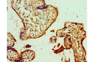 Immunohistochemistry of paraffin-embedded human placenta tissue using ABIN7154112 at dilution of 1:100 (GSTM4 抗体  (AA 1-218))
