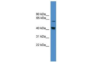 WB Suggested Anti-EIF2AK2 Antibody Titration:  0. (EIF2AK2 抗体  (Middle Region))