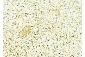 ABIN6274660 at 1/100 staining Mouse liver tissue by IHC-P. (CYP4X1 抗体)