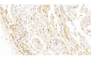Detection of CA4 in Human Placenta Tissue using Monoclonal Antibody to Carbonic Anhydrase IV (CA4) (CA4 抗体  (AA 19-283))