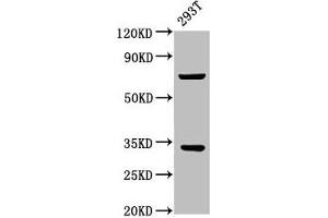 Western Blot Positive WB detected in: 293T whole cell lysate All lanes: SLC25A5 antibody at 3. (SLC25A5 抗体  (AA 144-175))