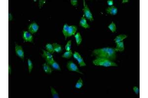 Immunofluorescence staining of Hela cells with ABIN7173795 at 1:333, counter-stained with DAPI. (TWEAK 抗体  (AA 43-149))